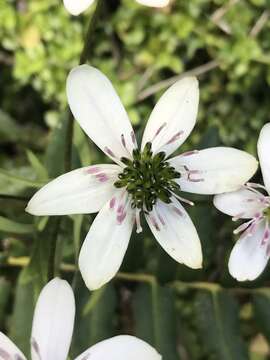 Image of Knowltonia hepaticifolia (Hook. fil.) Christenh. & Byng