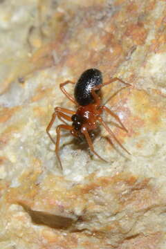 Image of Pelecopsis bucephala (O. Pickard-Cambridge 1875)