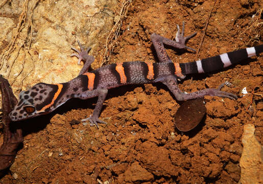 Image of Chinese Cave Gecko