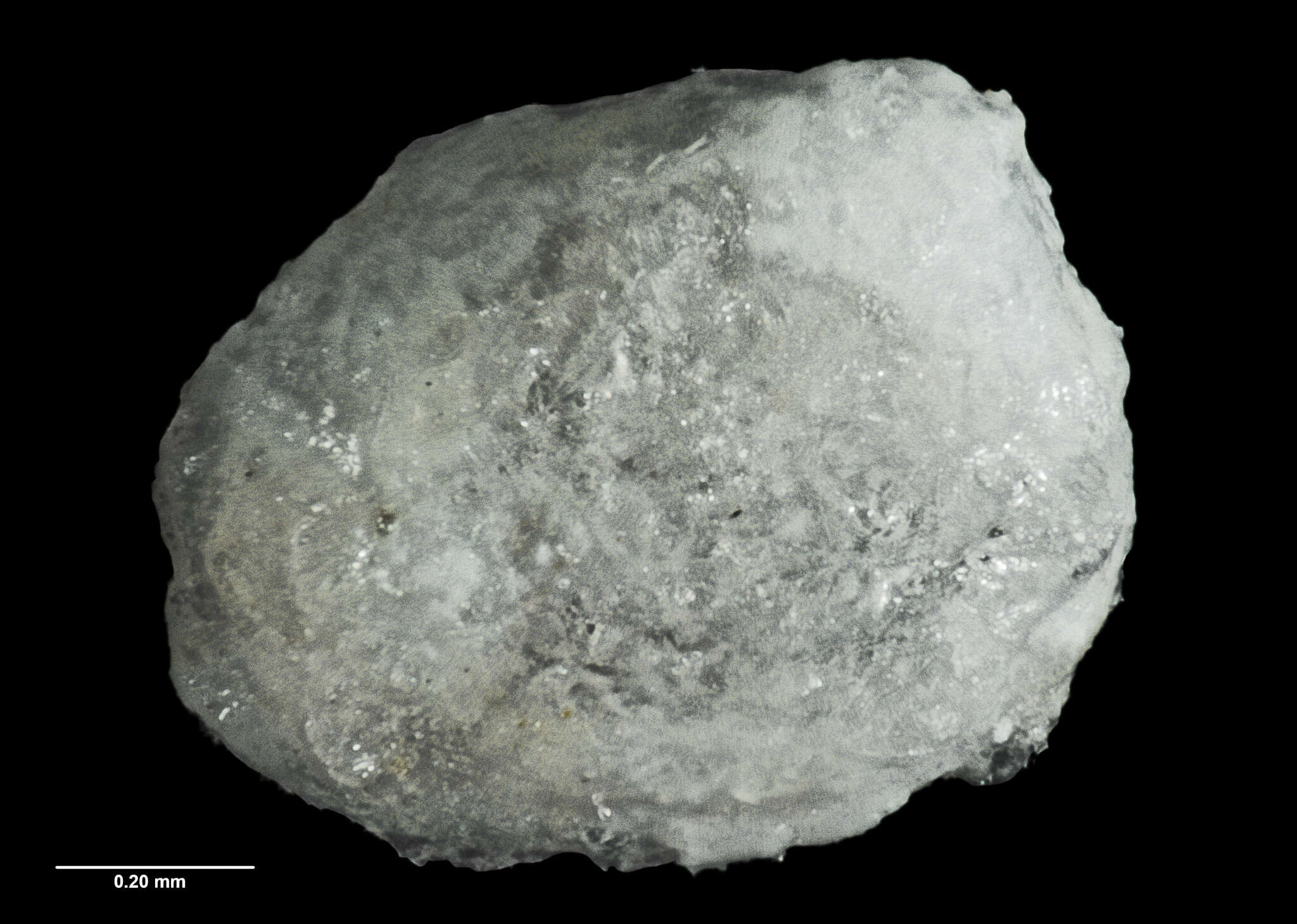 Image de Benthocardiella obliquata chathamensis Powell 1933