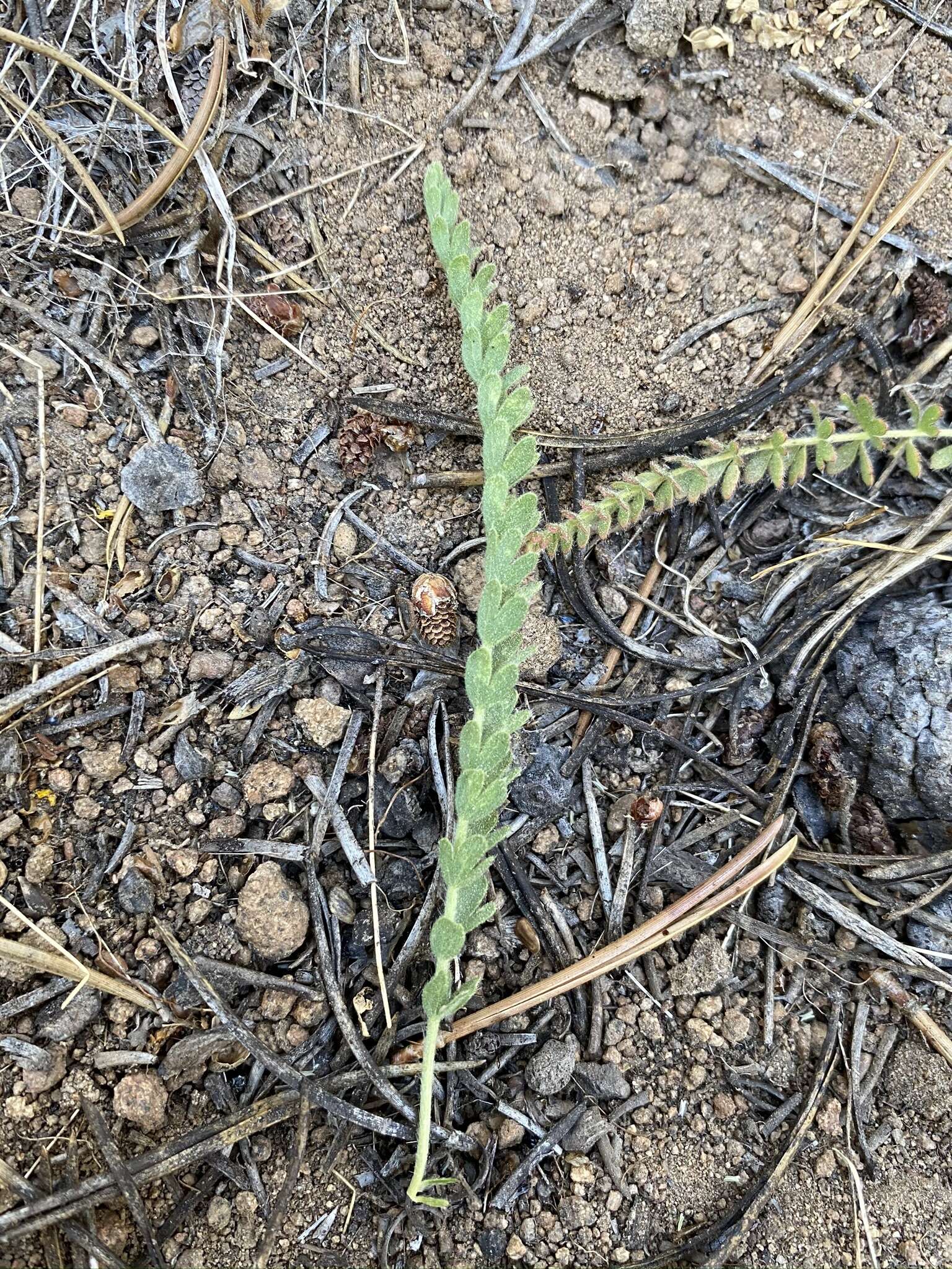 Слика од Horkeliella purpurascens (S. Wats.) Rydb.