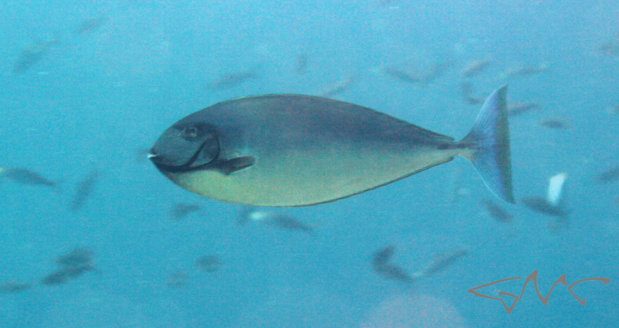 Image of Black Unicornfish