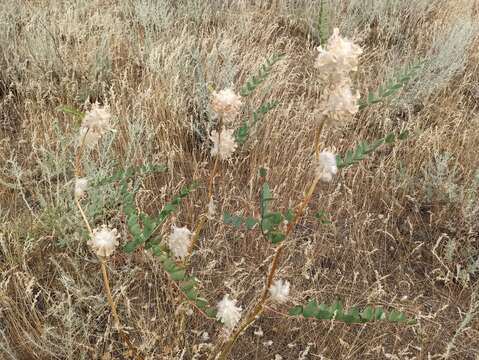 Imagem de Astragalus vulpinus Willd.