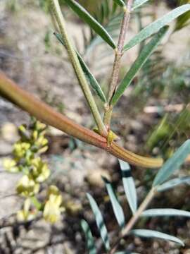 Astragalus douglasii var. perstrictus (Rydb.) Munz & Mc Burney resmi