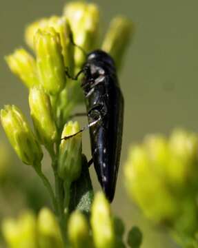 Agrilus prionurus Chevrolat 1838 resmi