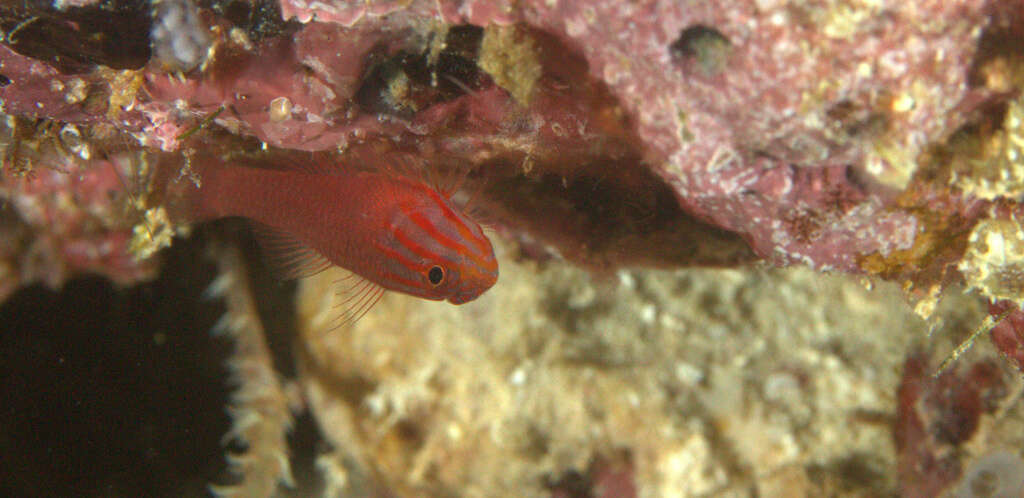 Image of Stripehead dwarfgoby