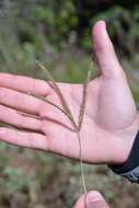 Image of Paraguayan windmill grass