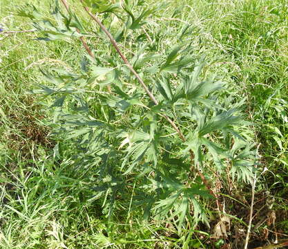 Image of Delphinium cuneatum Stev. ex DC.