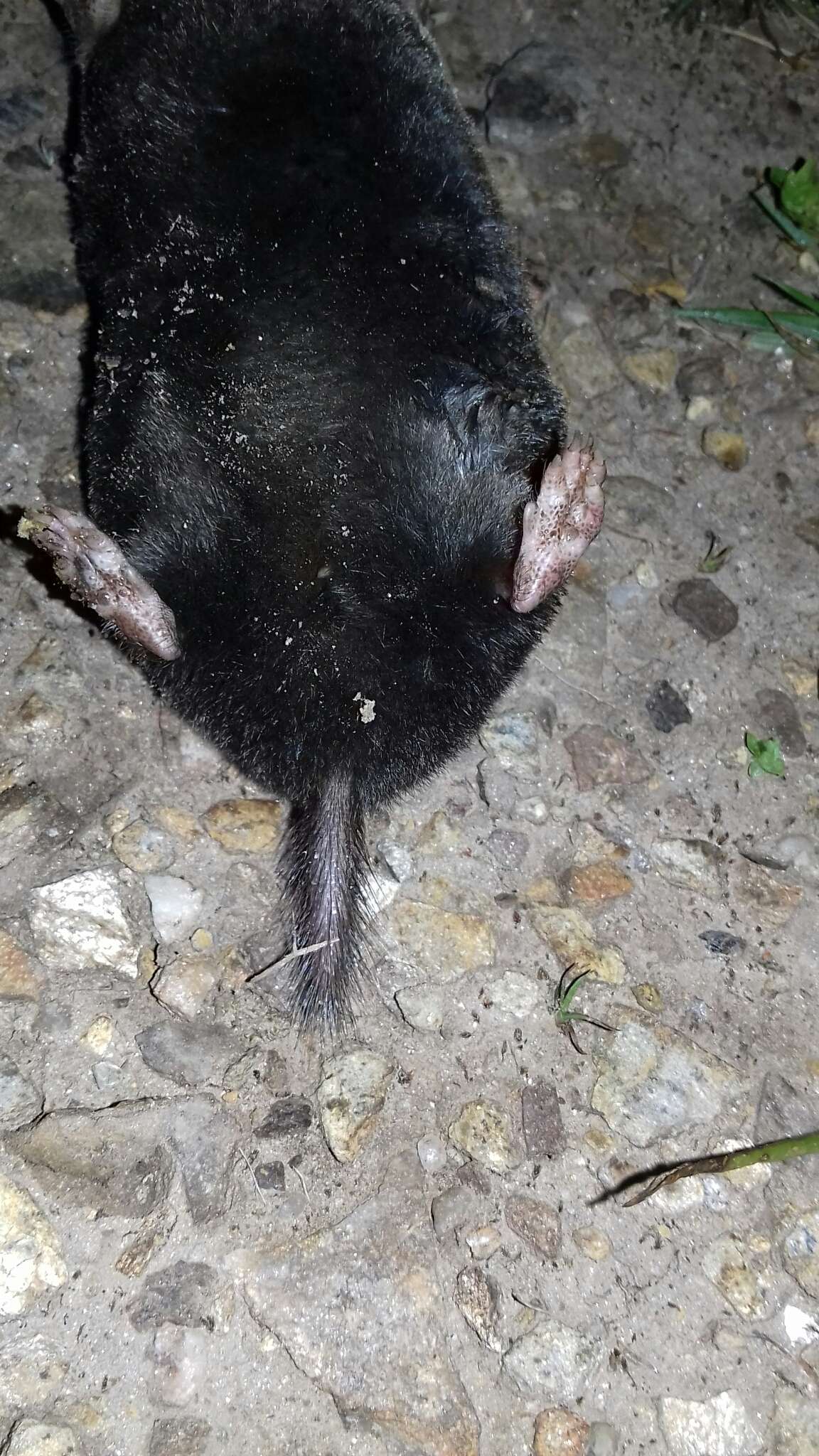 Image of Iberian Mole