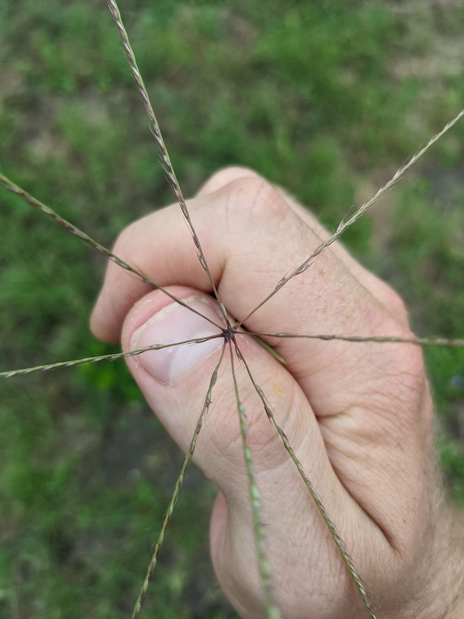 Image of slimspike windmill grass