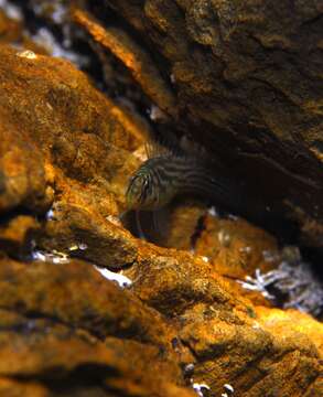 Image of Oyster Blenny