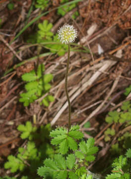 Imagem de Acaena anserinifolia (J. F. & G. Forst.) Druce