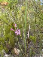 Image of Tritoniopsis lata var. lata