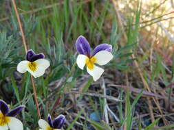 Image of Oregon violet