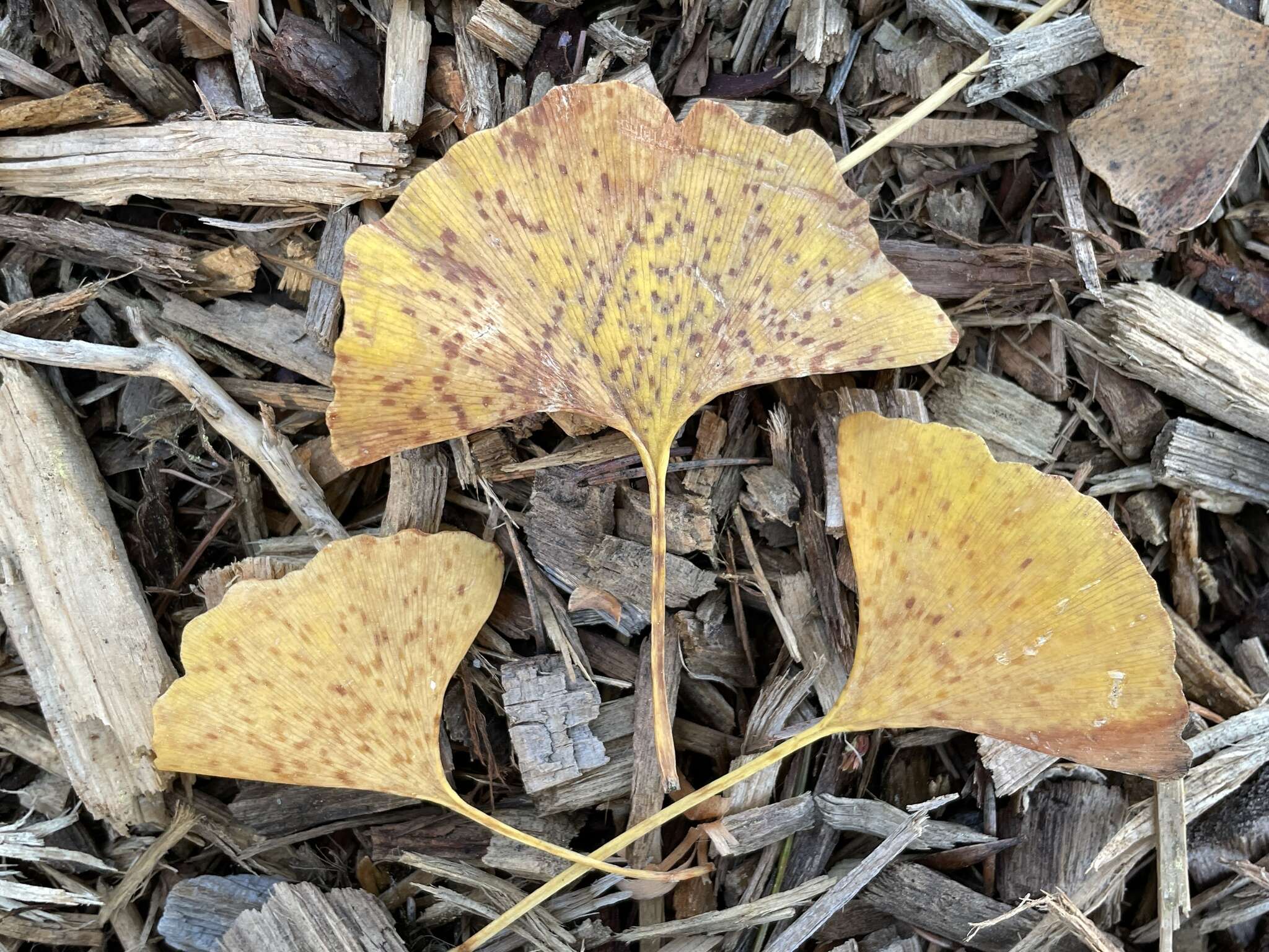 Image of Bartheletiaceae