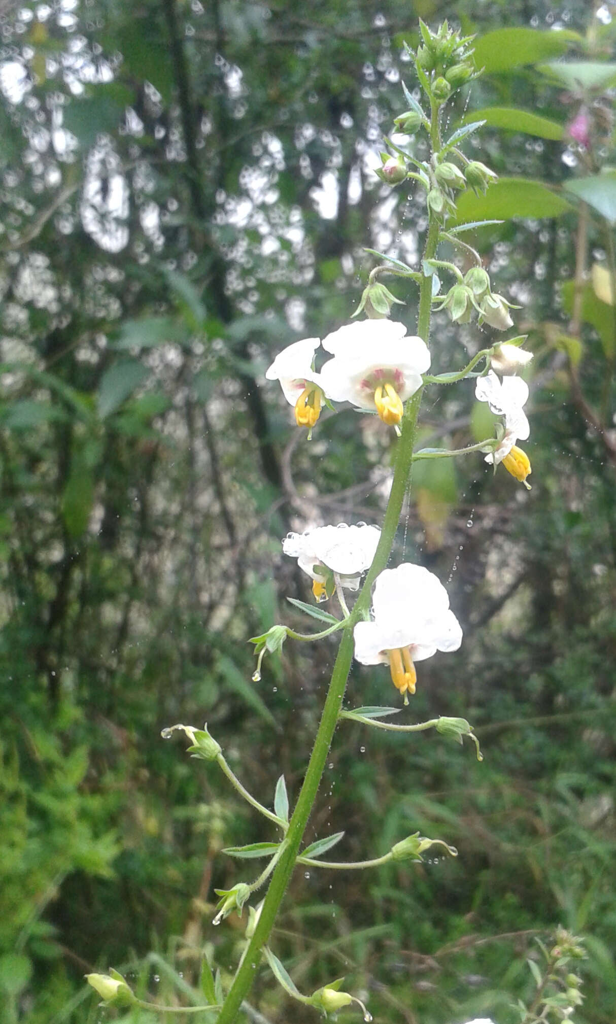 Image of Alonsoa meridionalis (L. fil.) Kuntze