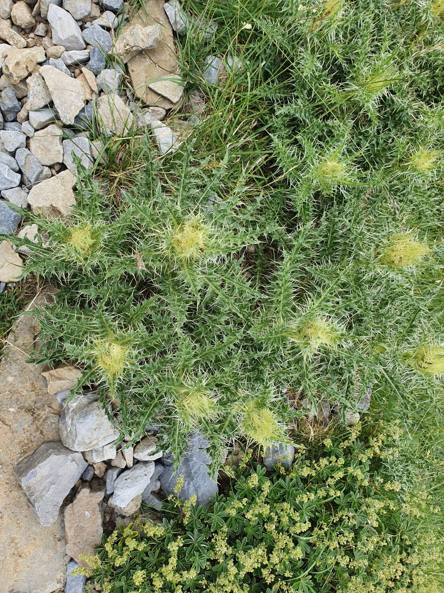 Слика од Cirsium glabrum DC.