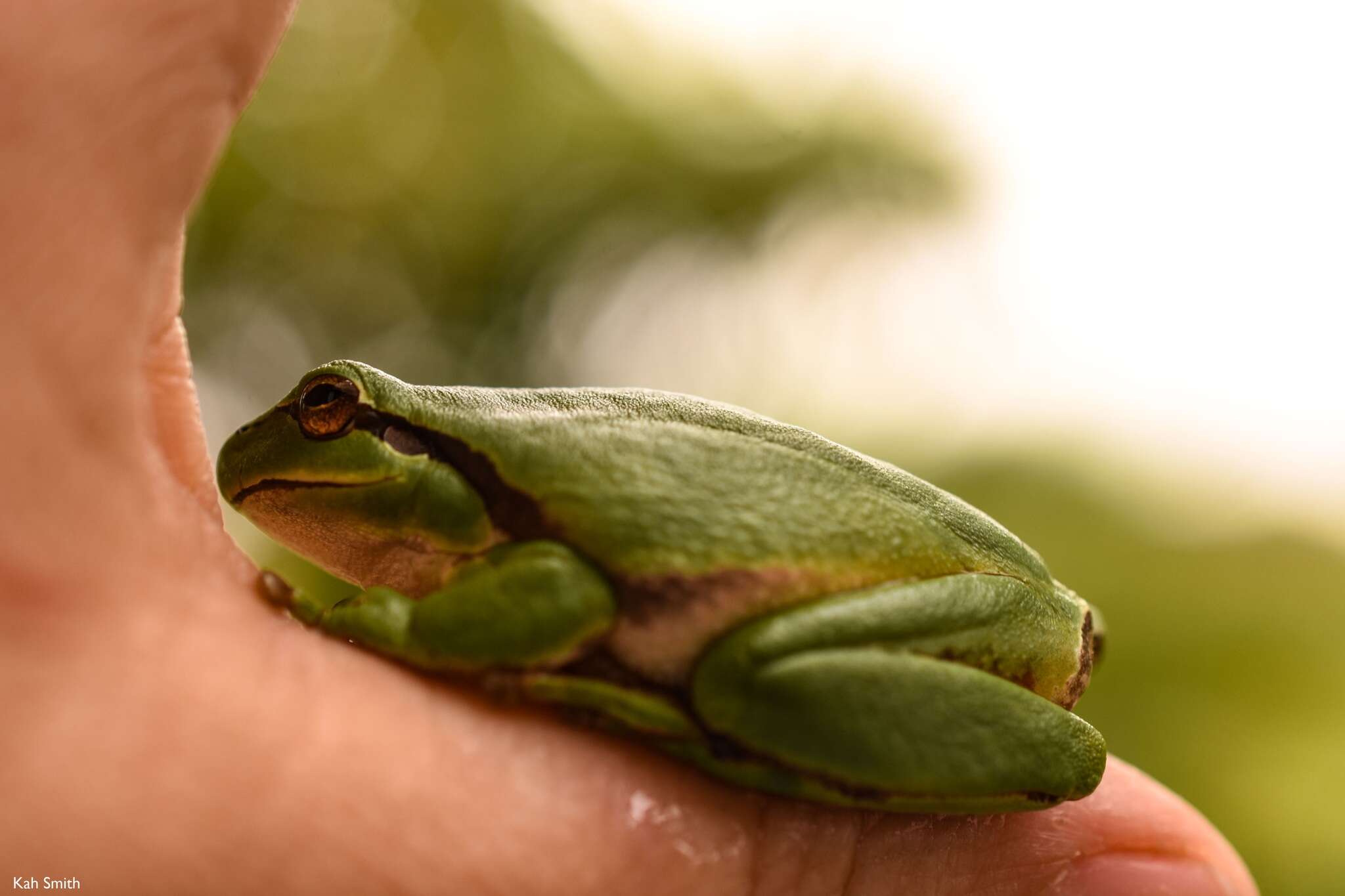 Image of European Treefrog