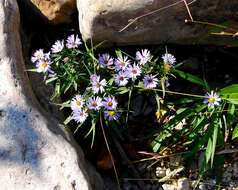 Image of barrens silky aster