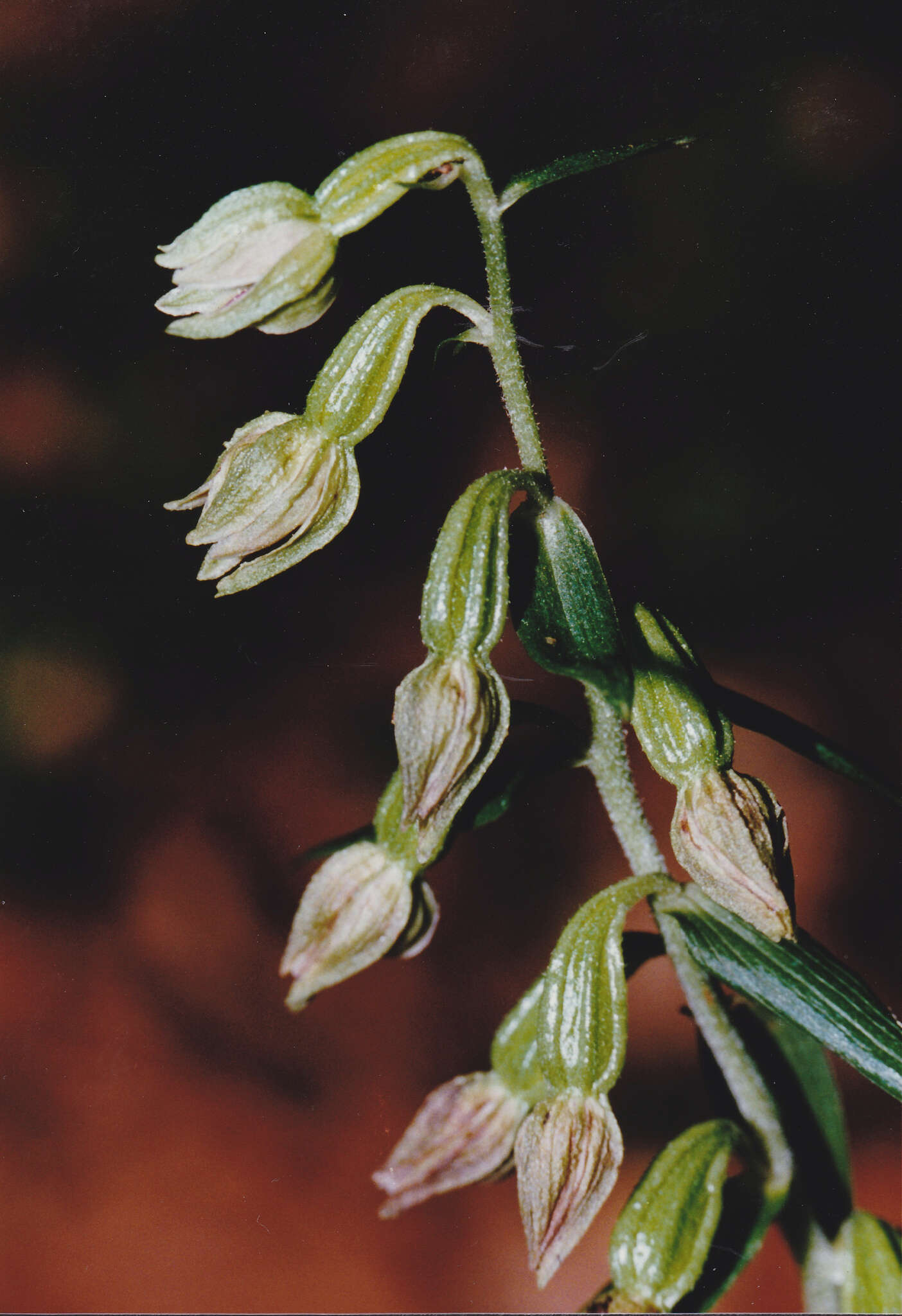 Image of Epipactis leptochila subsp. leptochila