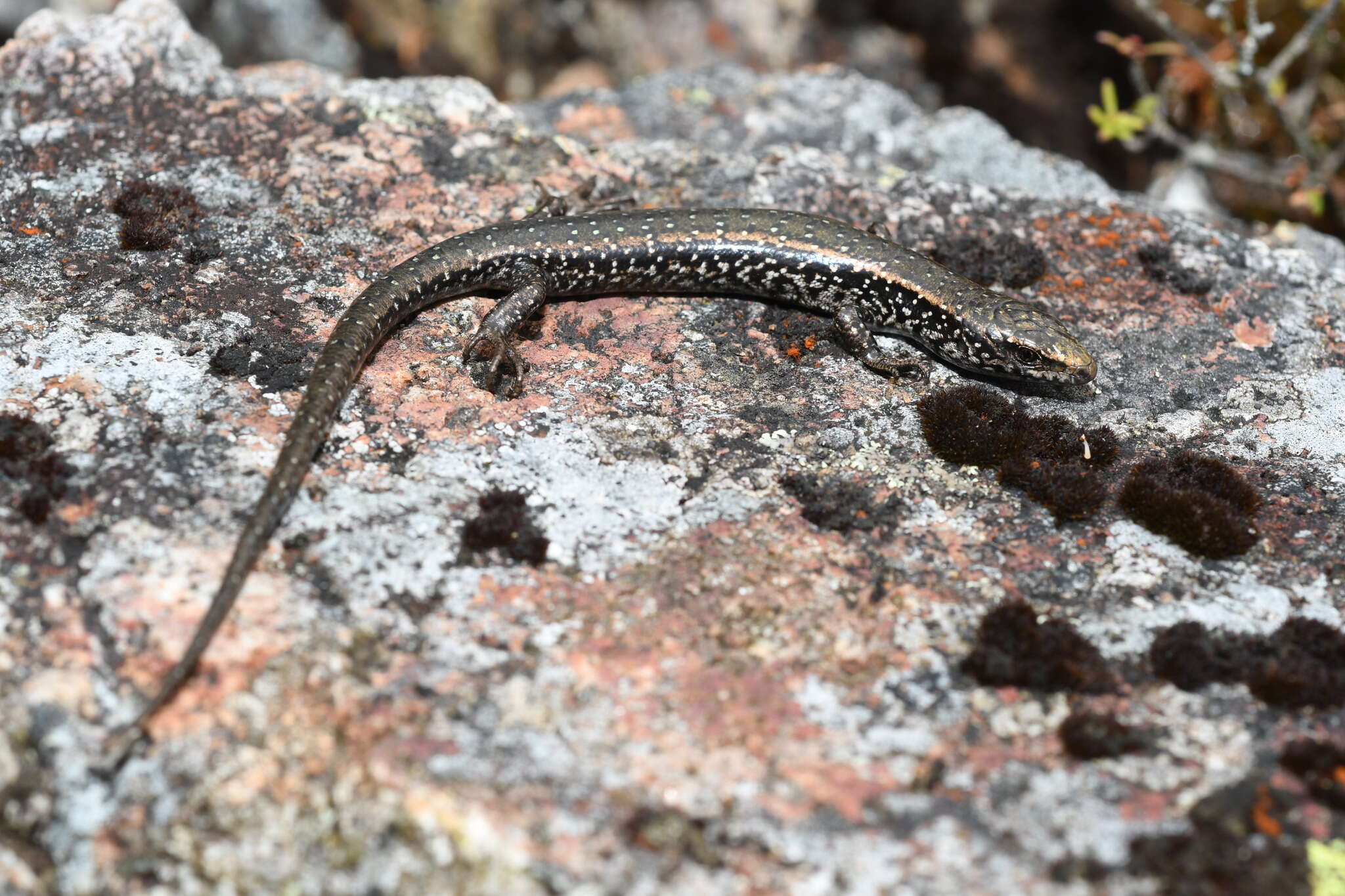 Image of Spotted Skink