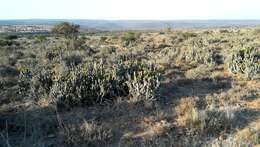 Euphorbia caerulescens Haw. resmi