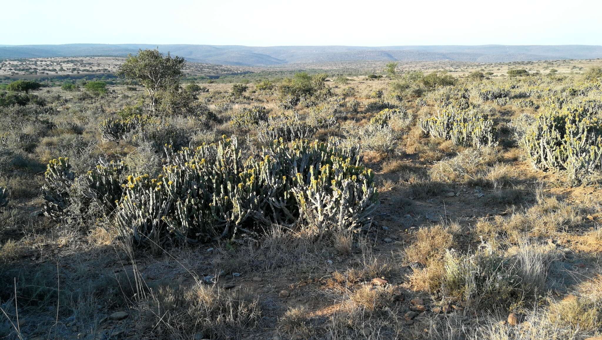 Sivun Euphorbia caerulescens Haw. kuva