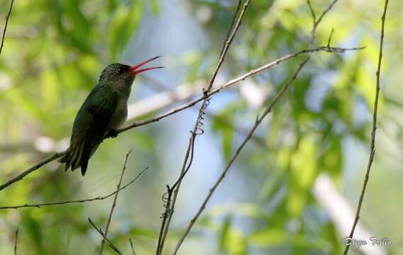 Image of Gilded Hummingbird