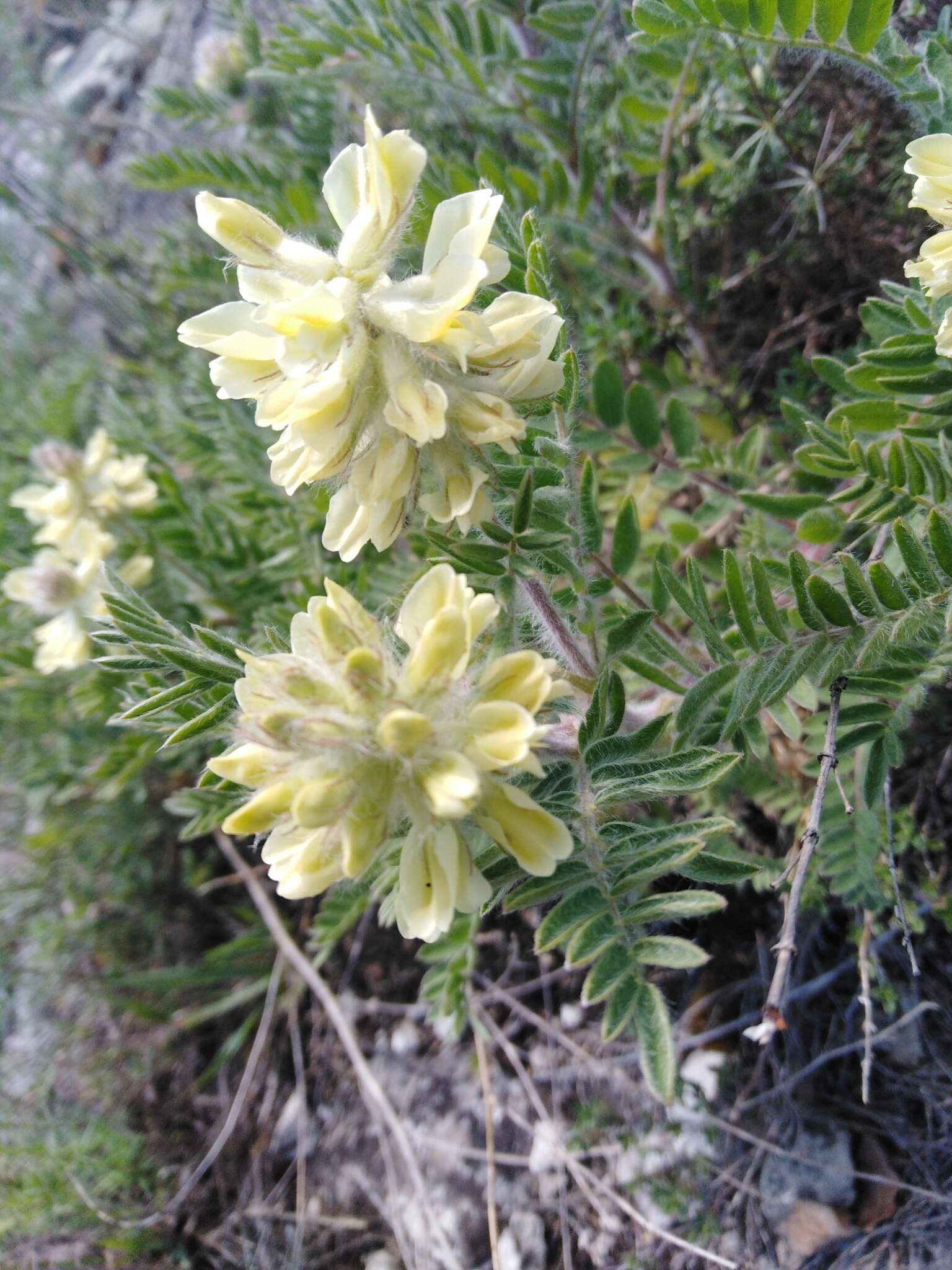 Oxytropis pilosa (L.) DC. resmi