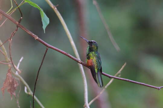 Image of Oaxaca Hummingbird