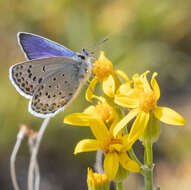 Image of <i>Plebejus fridayi</i>