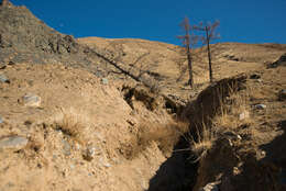 Image of Siberian Larch