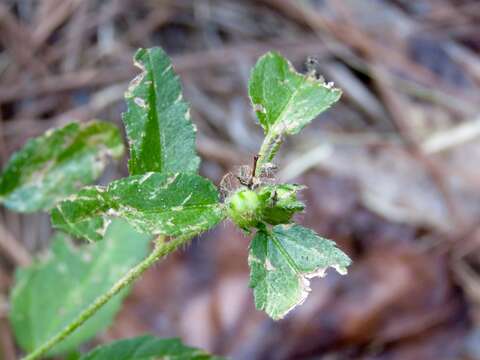 صورة Croton glandulosus L.