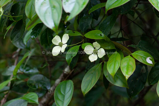 Image of Cornus hongkongensis Hemsl.