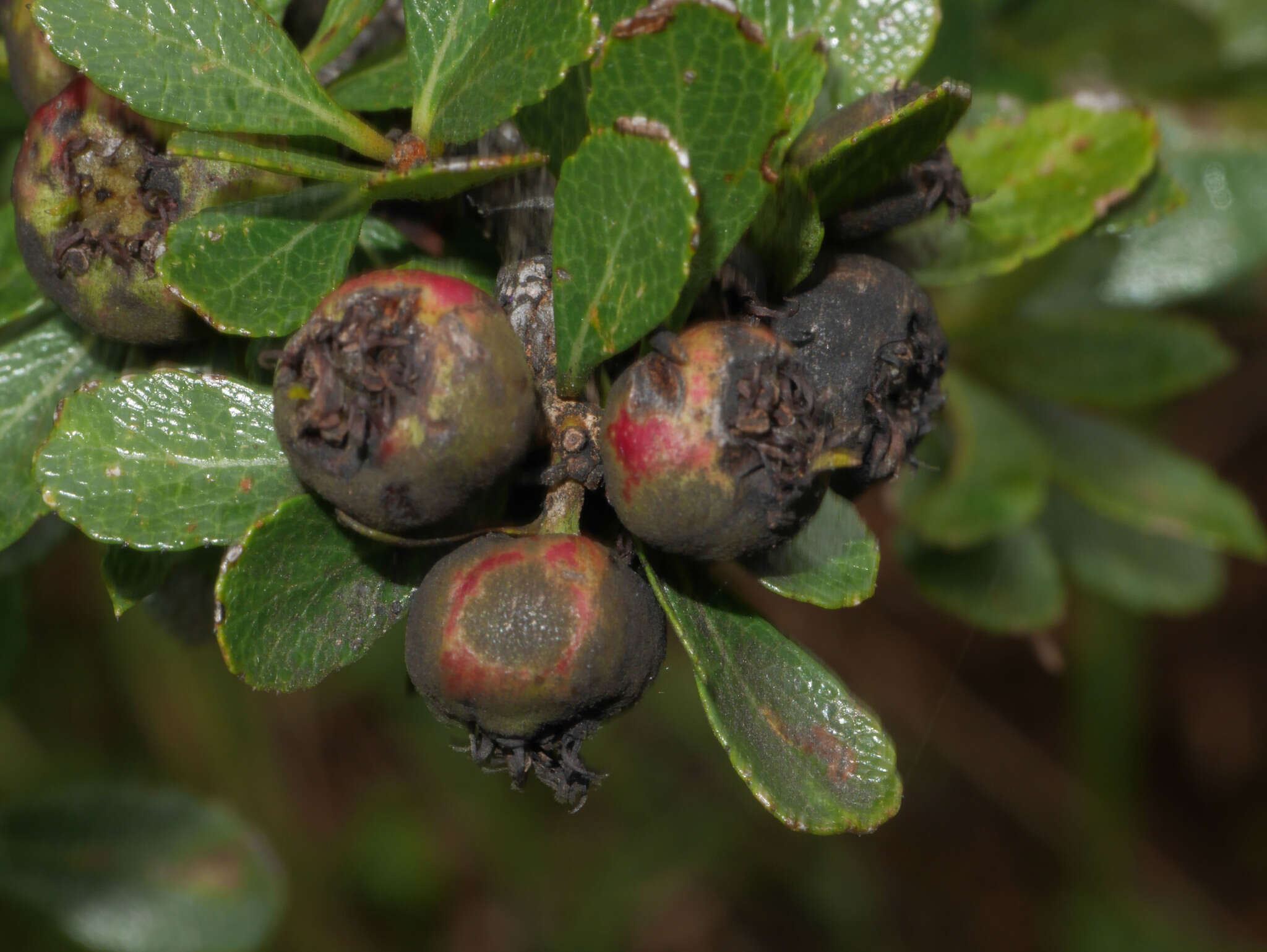 Hesperomeles cuneata Lindl.的圖片