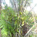 Image of Vanilla africana Lindl.