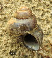 Image of Lister's River Snail