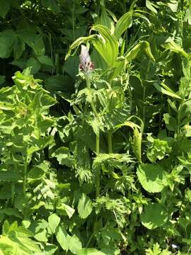 Image of Pedicularis atropurpurea Nordm.