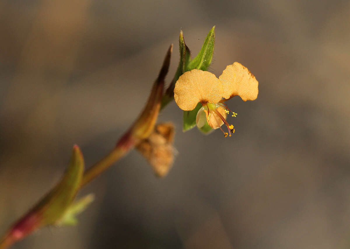 Image de Commelina subulata Roth