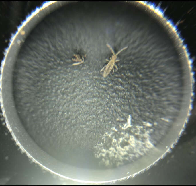 Image of Entomobrya katzi Jordana R & Baquero E ex Baquero, E, Jordana, R, Ortuño & VM 2021