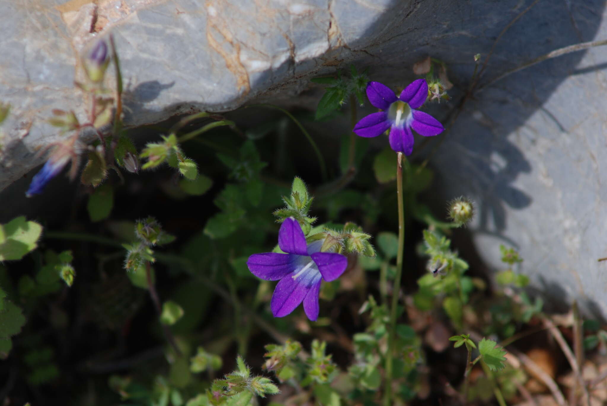 Image of Campanula drabifolia Sm.