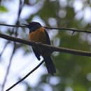 Image of Montserrat Oriole