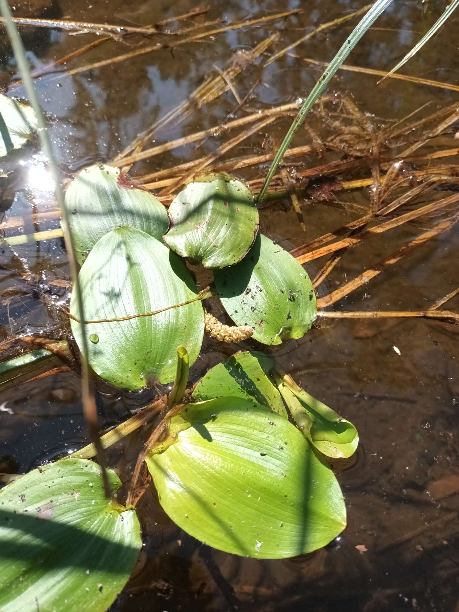 Image of Floating Pondweed