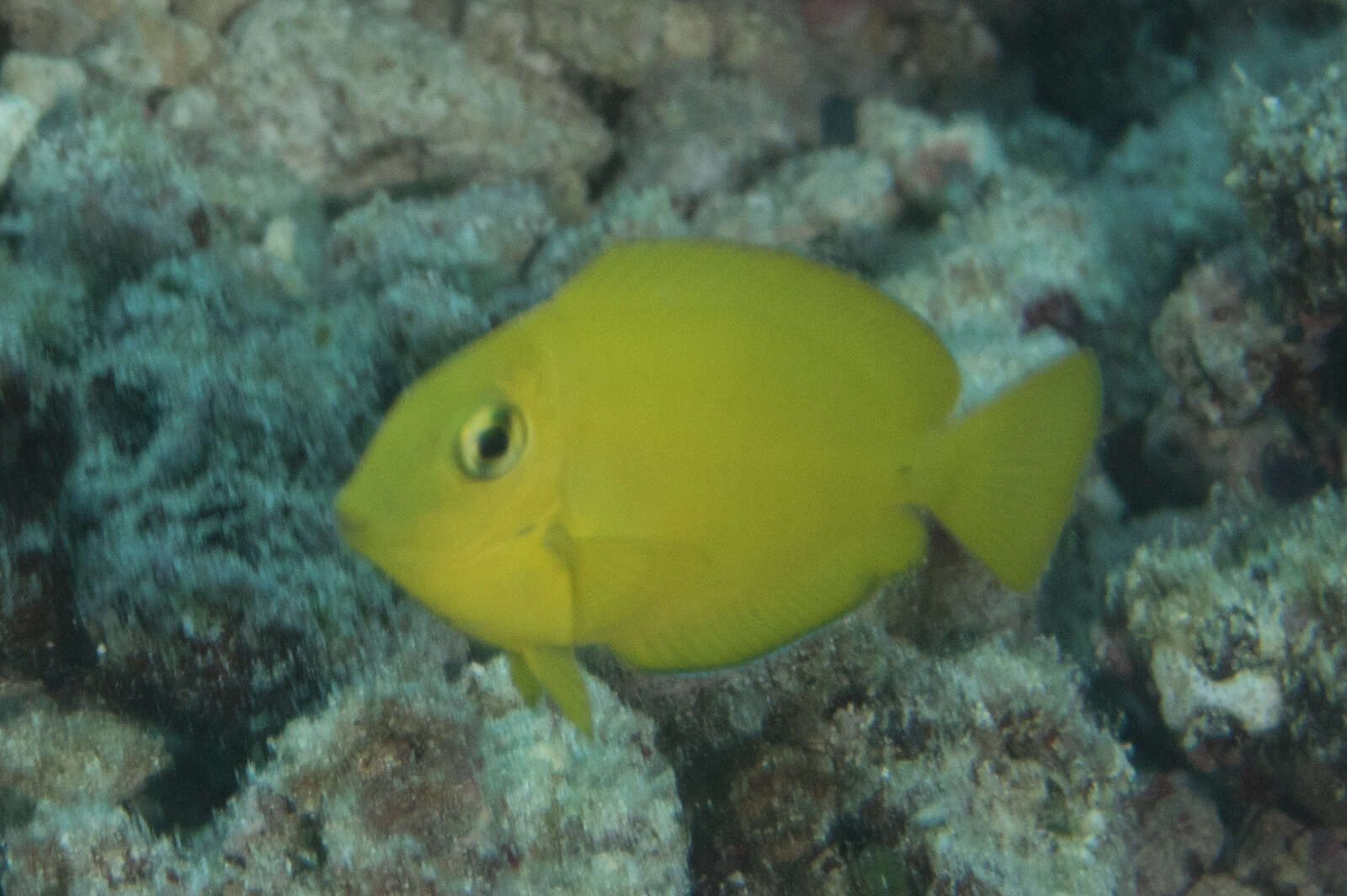 Imagem de Acanthurus olivaceus Bloch & Schneider 1801