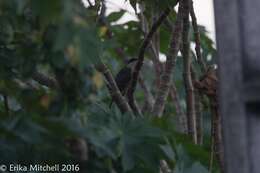 Image of Mangrove Cuckoo