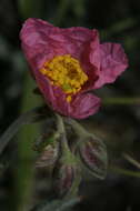 Helianthemum virgatum (Desf.) Pers. resmi