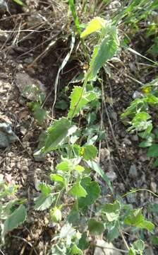 Image of dwarf Indian mallow