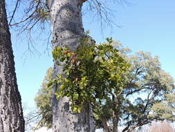 Imagem de Phoradendron leucarpum (Raf.) J. L. Reveal & M. C. Johnston