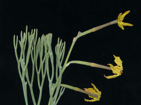 Image of Franklandia fucifolia R. Br.