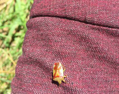 Image of Red-Cross Shield Bug